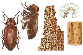 anobium_punctatum_b_03374839d5cf26a7d66060491198c126