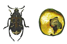 bruchus_pisorium_b_860466d889ab42b68e3e073d865f5db1