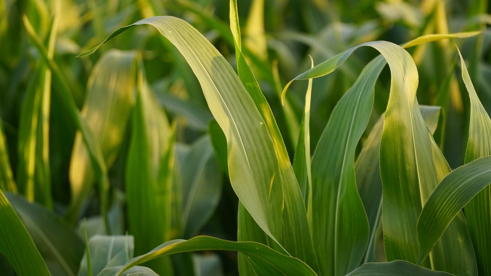Corn. Young corn plants in the field. Agricultural background of a corn plantation.