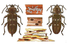 hylotrupes_bajulus_b_bafa384c6427e67ce948a42c86b42622