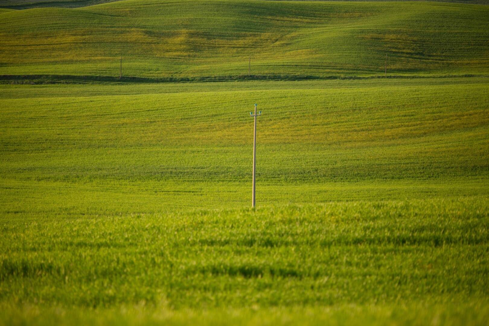Infinite green grassland