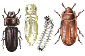 tenebroides_mauritanicus_b_802a86b5b653c7d81266a4246d9923f2