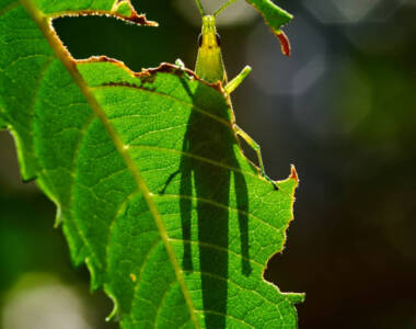 a-grasshopper-on-the-green-leaf-after-the-rain-2022-12-07-04-47-57-utc