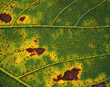 brown-spots-on-the-figs-leaf-cause-plant-disease-2022-12-07-04-52-04-utc