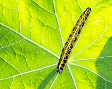 Caterpillar of a cabbage butterfly