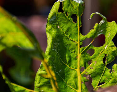 many-bite-marks-of-pest-on-the-vegetable-leaves-2022-12-07-04-47-54-utc (1)